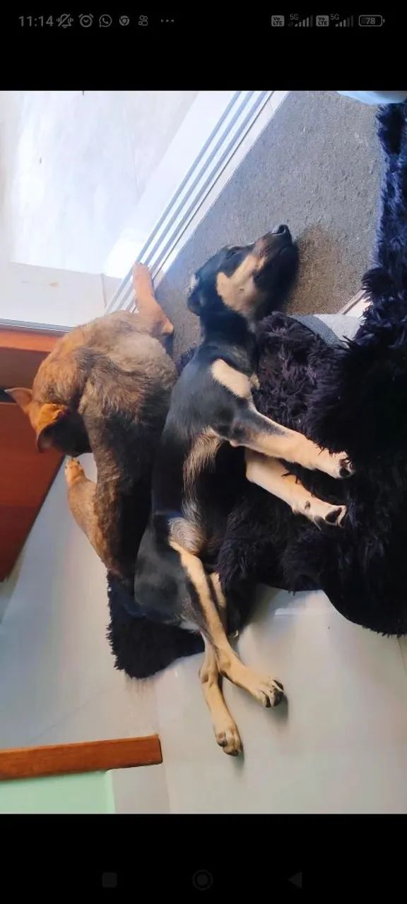 DOA -SE UM CACHORRO  - Foto 4