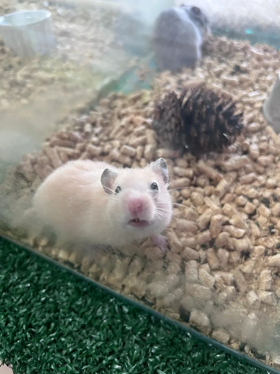 Hamster sírio  - Foto 2