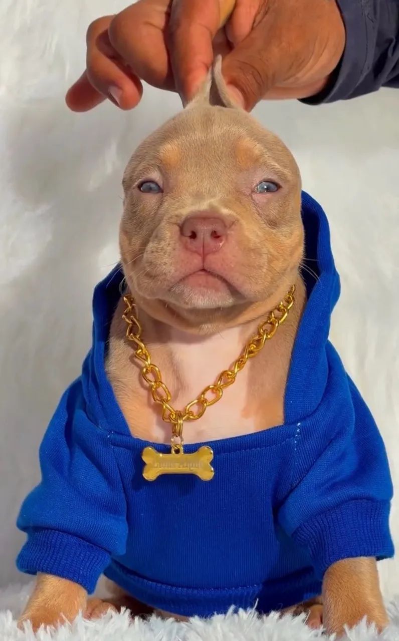 American Bully  - Foto 3