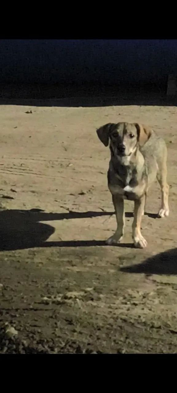 Filhotes abandonados