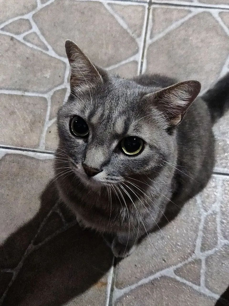Animais - Foto 3