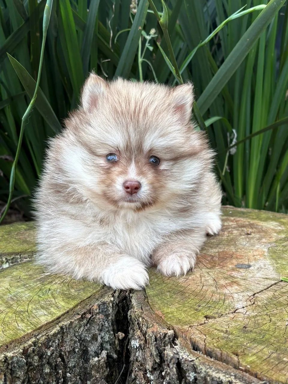Pomsky f3 mini 