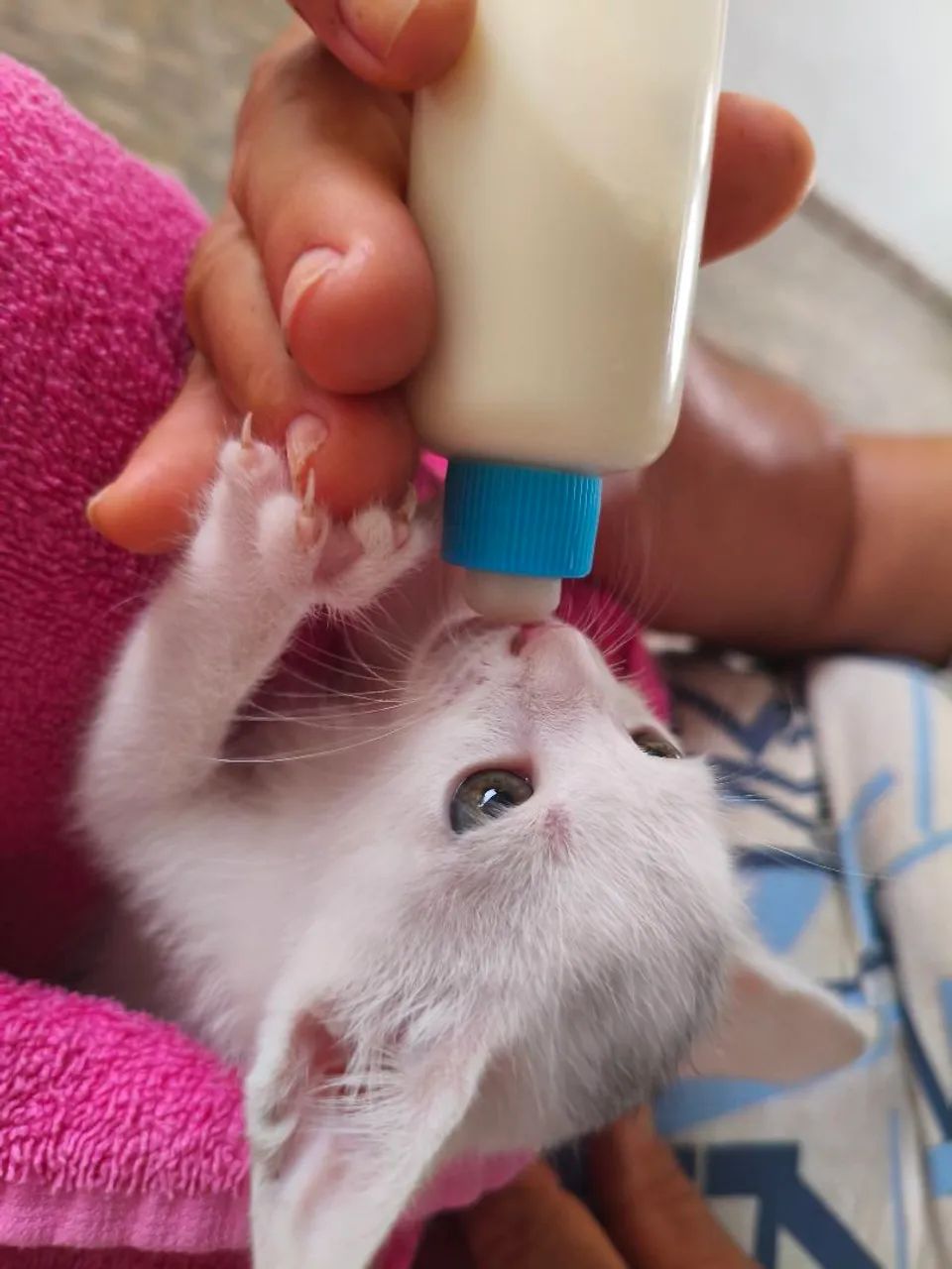 Três gatinhas adoção fêmea filhote