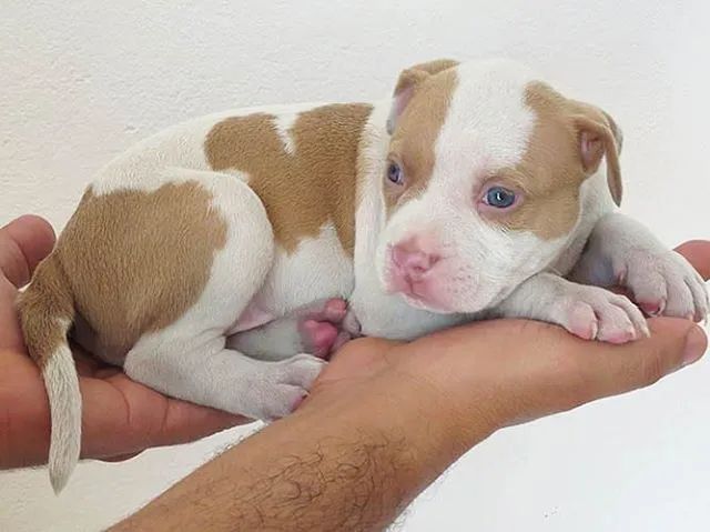 Pit monster 