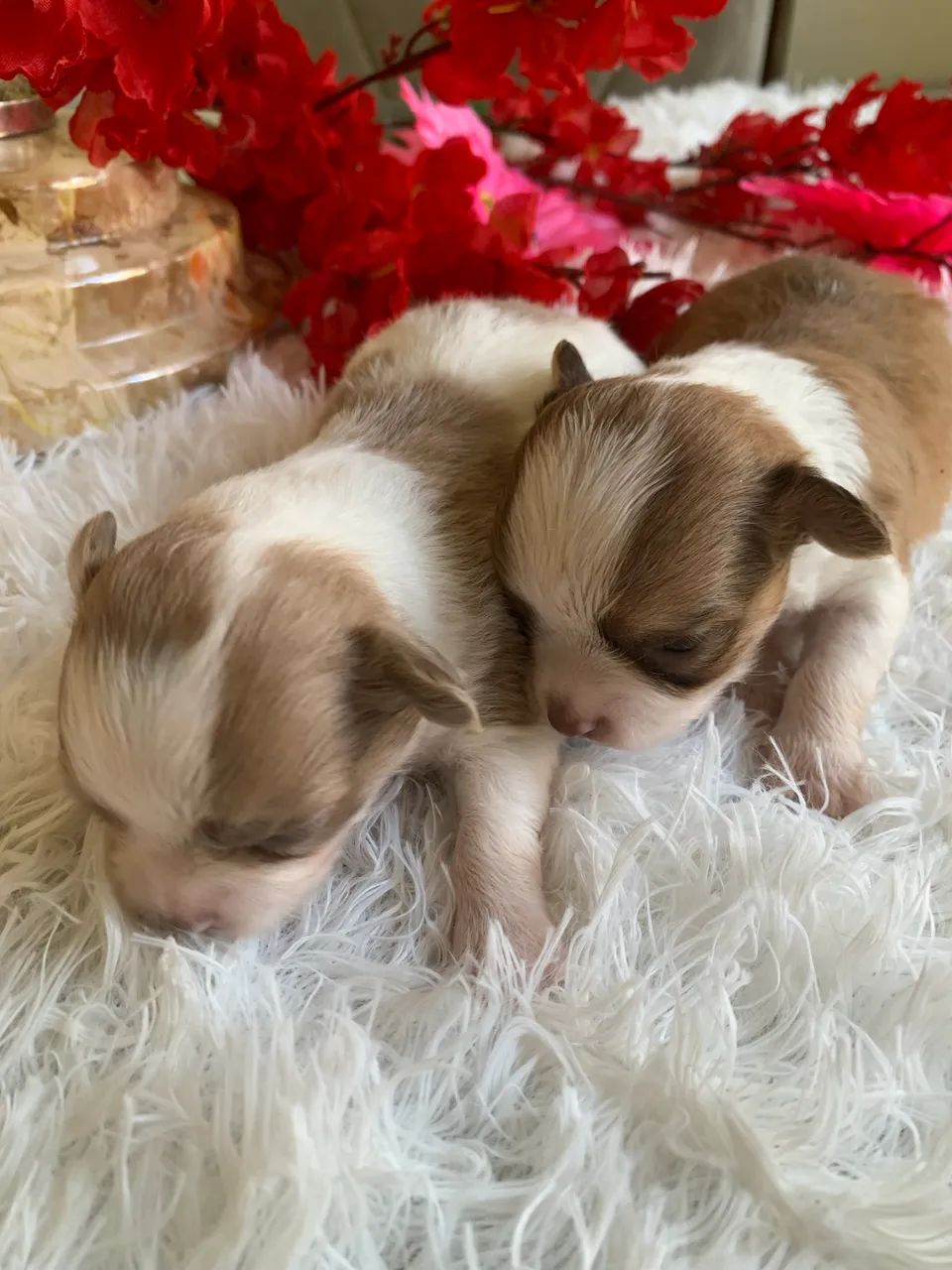 Chihuahua  - Foto 4
