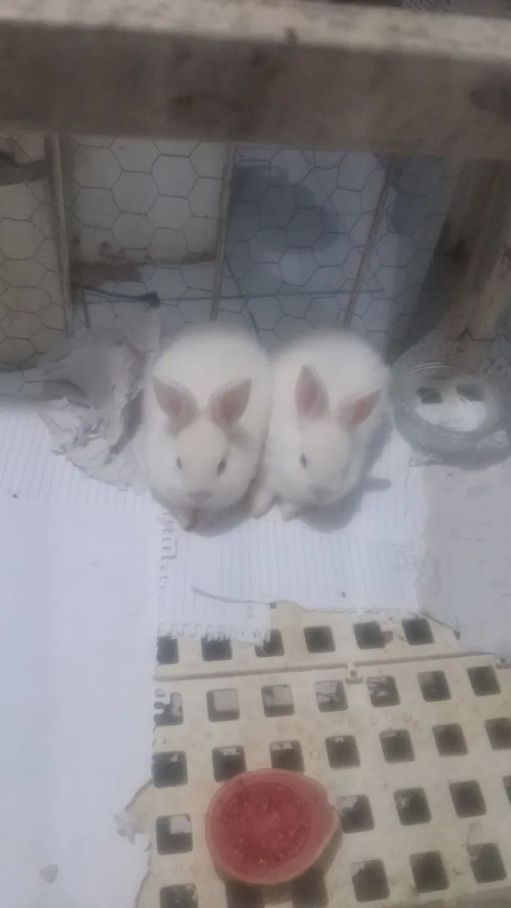 Coelhinhos 