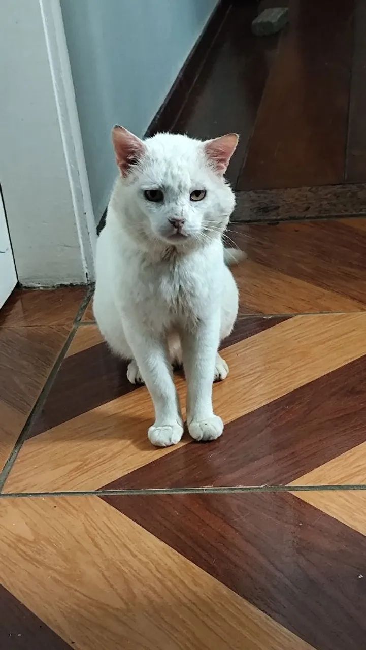 Adoção de gato - Foto 2