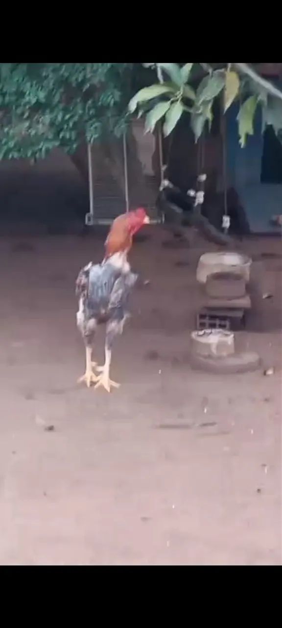 Índio gigante 