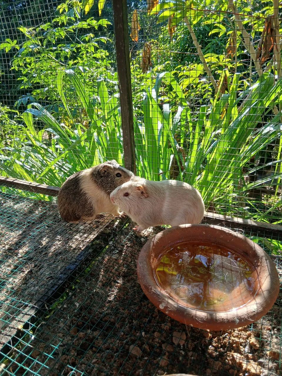 Porquinho da Índia  - Foto 2