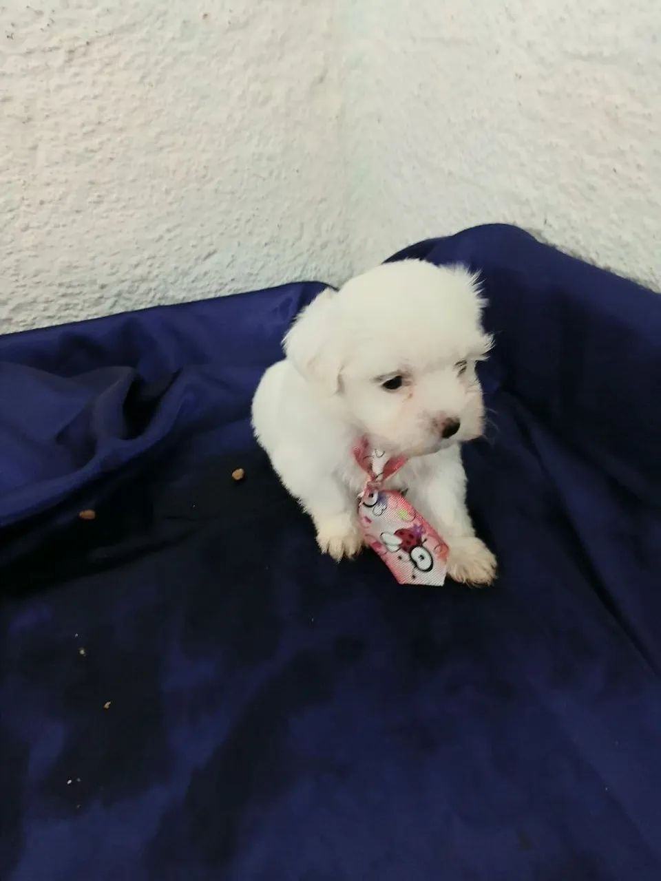 Maltês macho micro com pedigree  - Foto 3