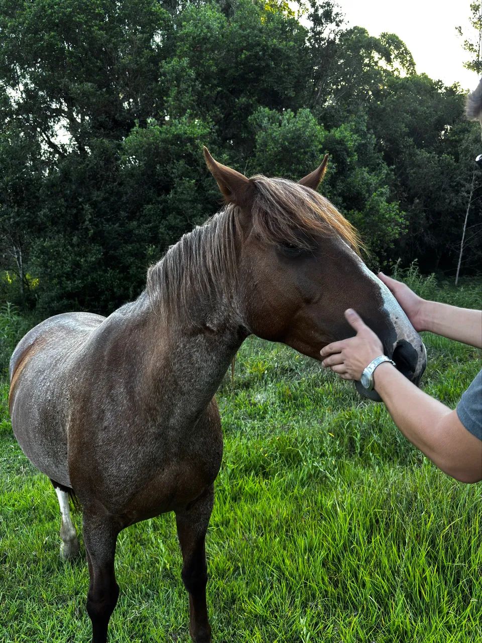 Égua Crioula - Foto 2