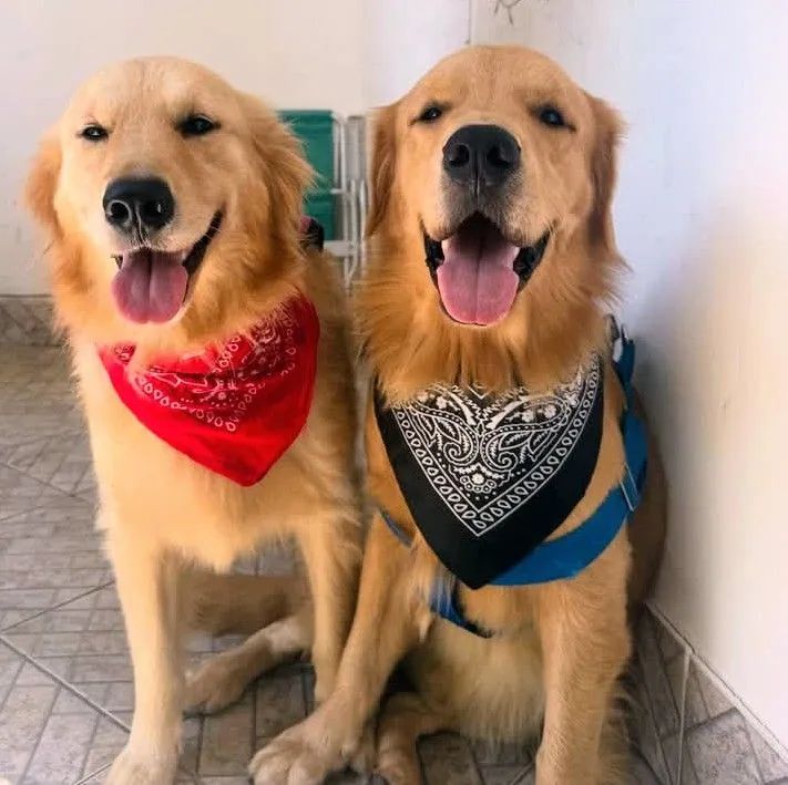 FILHOTES DE GOLDEN RETRIVER DISPONÍVEIS 