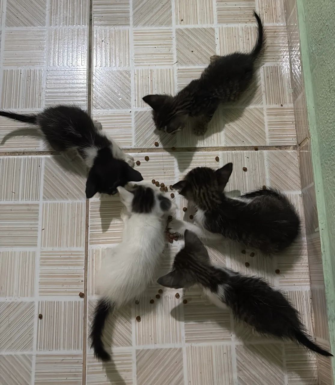 Gatinhos disponíveis p adoção  - Foto 2