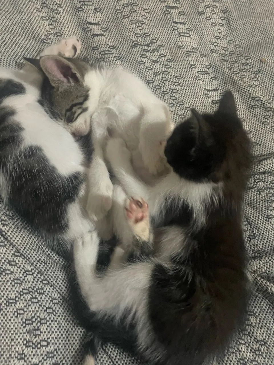 Doação de gatinhos  - Foto 3
