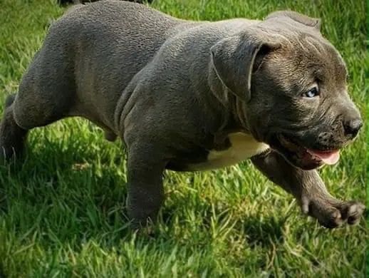 filhotes de american bully  - Foto 3
