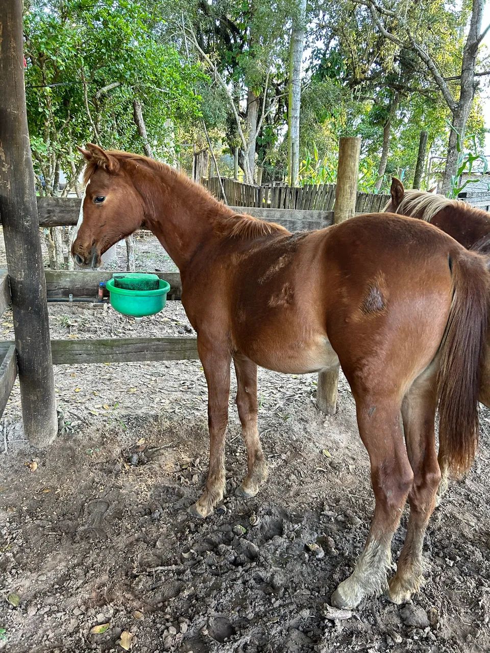 Potranca QM, apenas 7 meses 