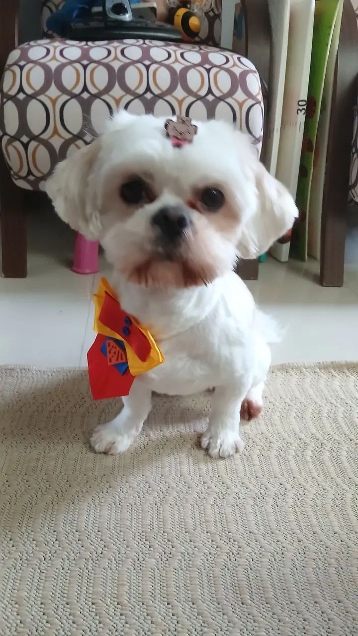 Shitzu macho castrado - Foto 2