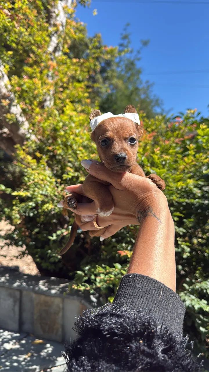 pinscher macho - Foto 5