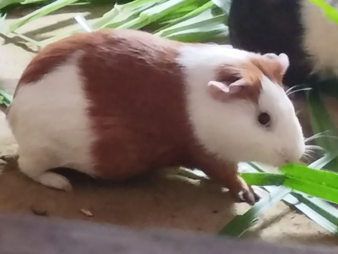 Disponível  - Foto 3