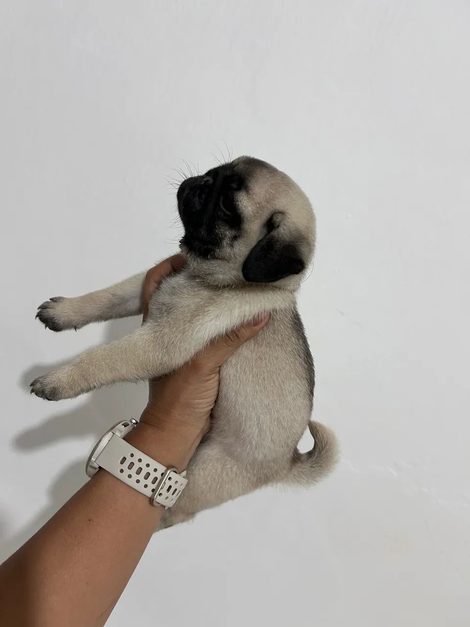 Pug fêmea 