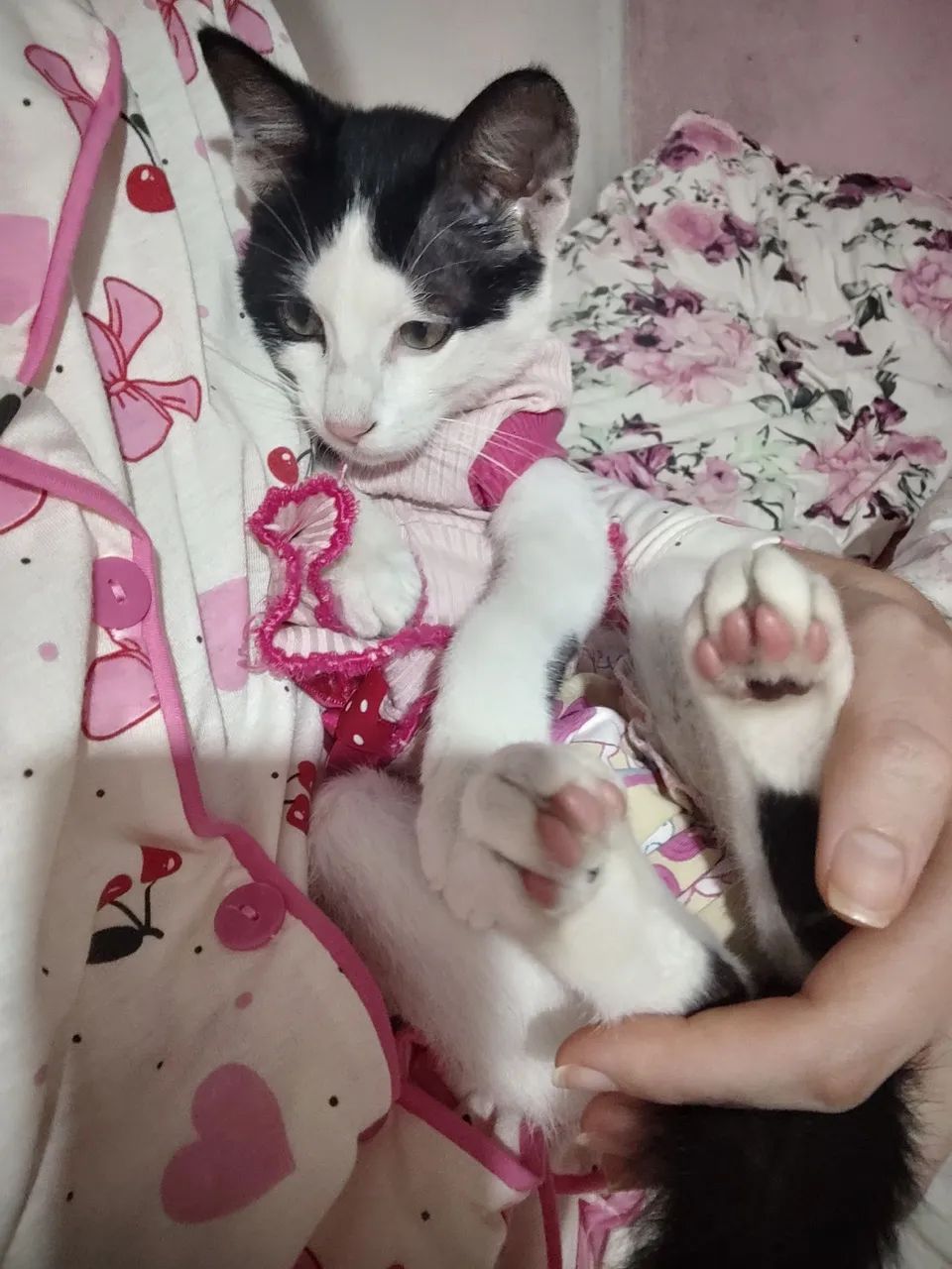 Doação de gatinha
