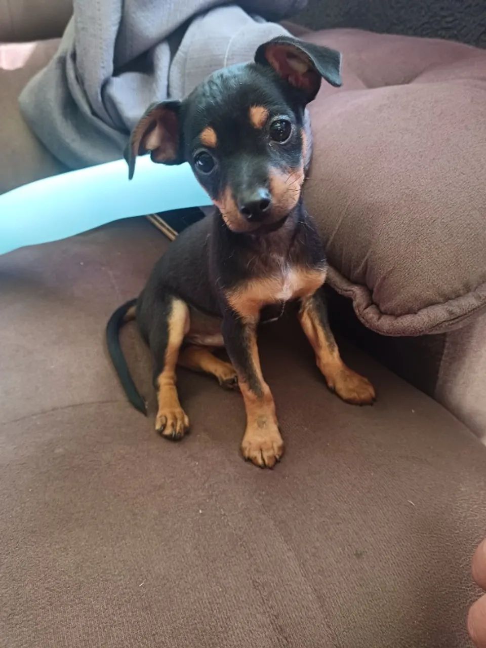 Pinscher Macho