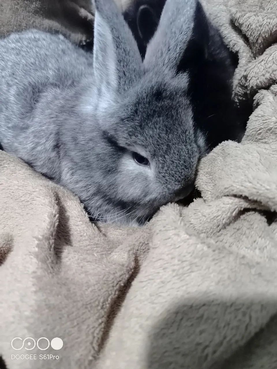 Coelhos de estimação  - Foto 4