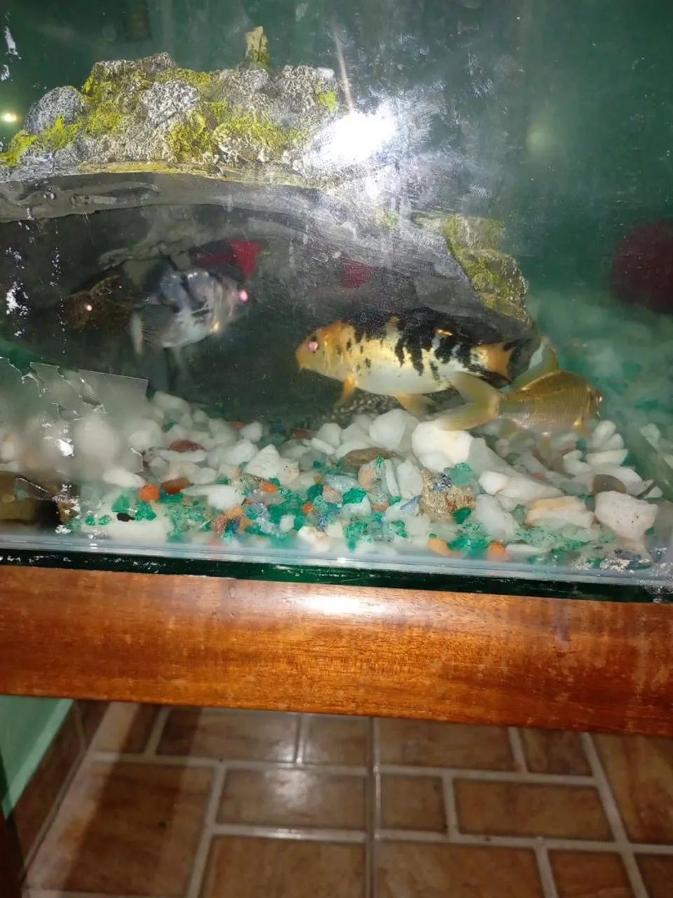 Aquário e tudo que esta visivel na foto( chama pv pra mais detalhes , faço negocio minimo. - Foto 3