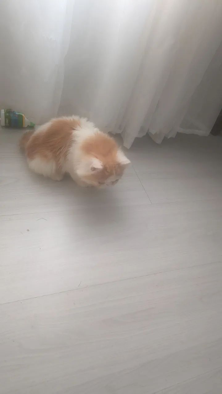 Gato persa macho  - Foto 3