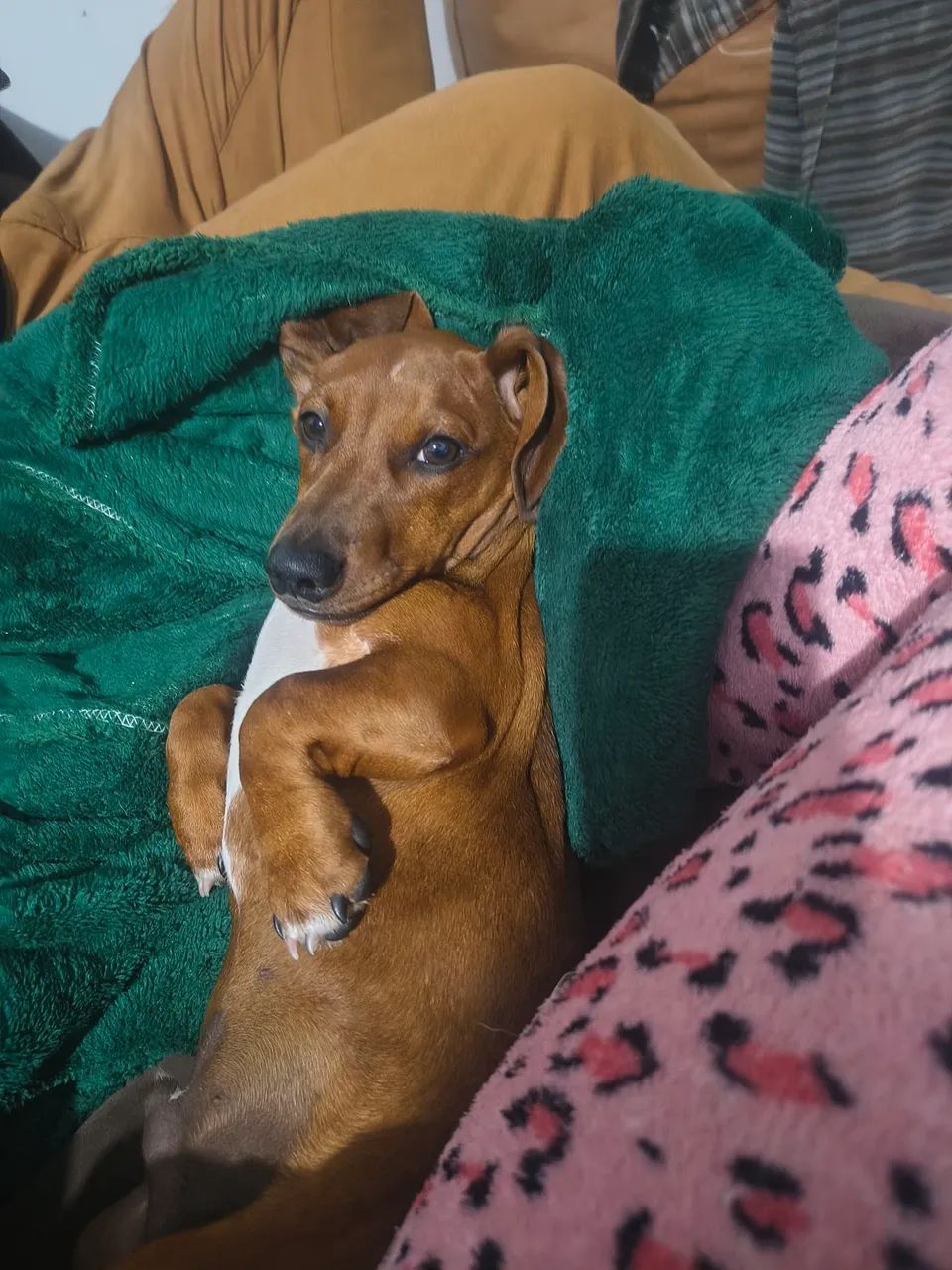 Filhote dauchaund com bassê , ele tem 4 meses é o último da ninhada . 
