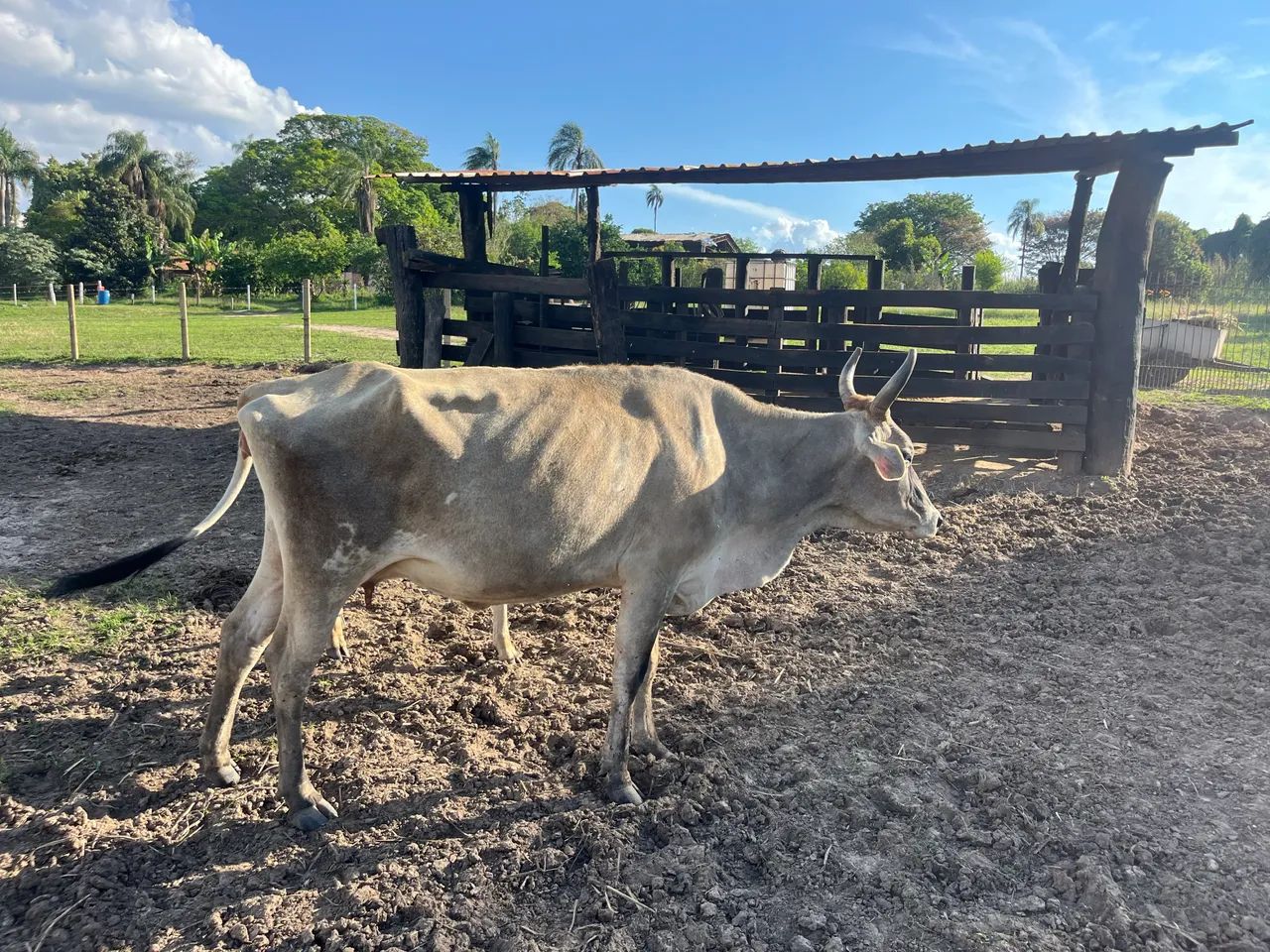 Vacas a venda - Foto 2