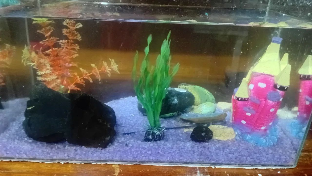 Aquário peixe - Foto 2