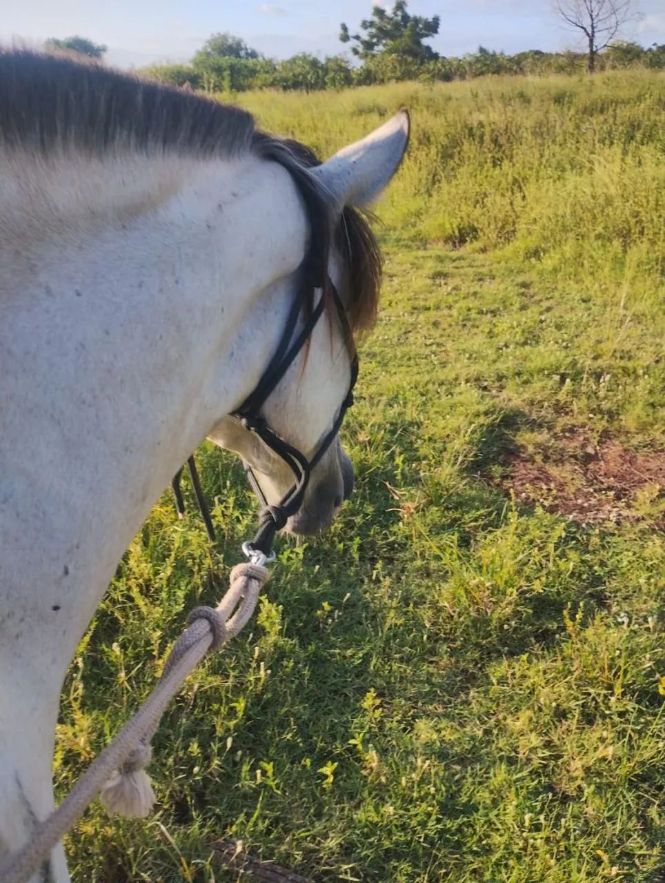 Vendo cavalo baio merengue lindo cavalo manço bom de laço rédia prós dois lados cavalo bom - Foto 3