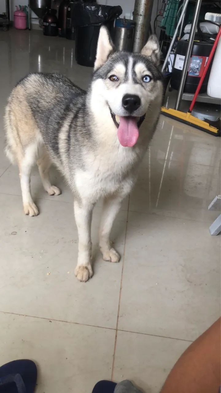 Vendo husky siberiano  - Foto 2