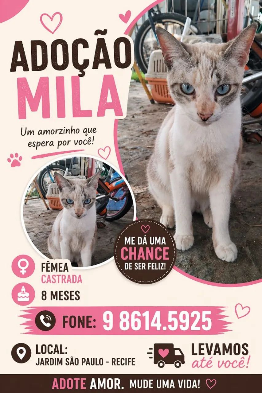ADOÇÃO LINDOS GATINHOS