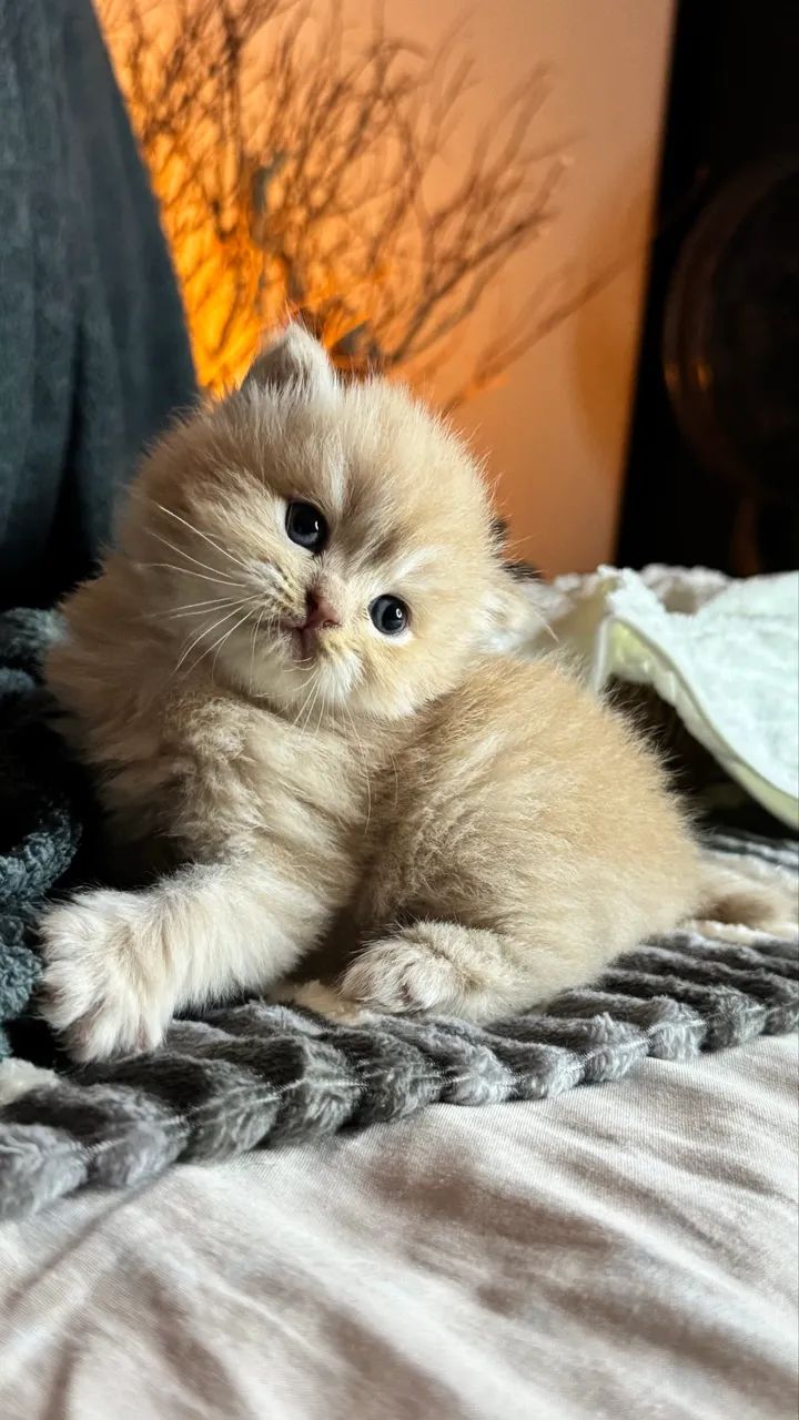 Gato Persa - Foto 3