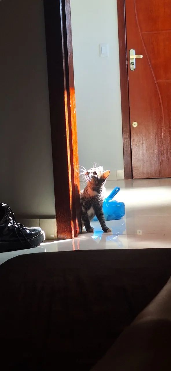 Gatinha Dócil para adoção - Foto 3