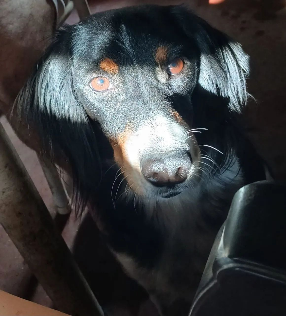 CADELA PARA ADOÇÃO RESPONSÁVEL - Foto 3