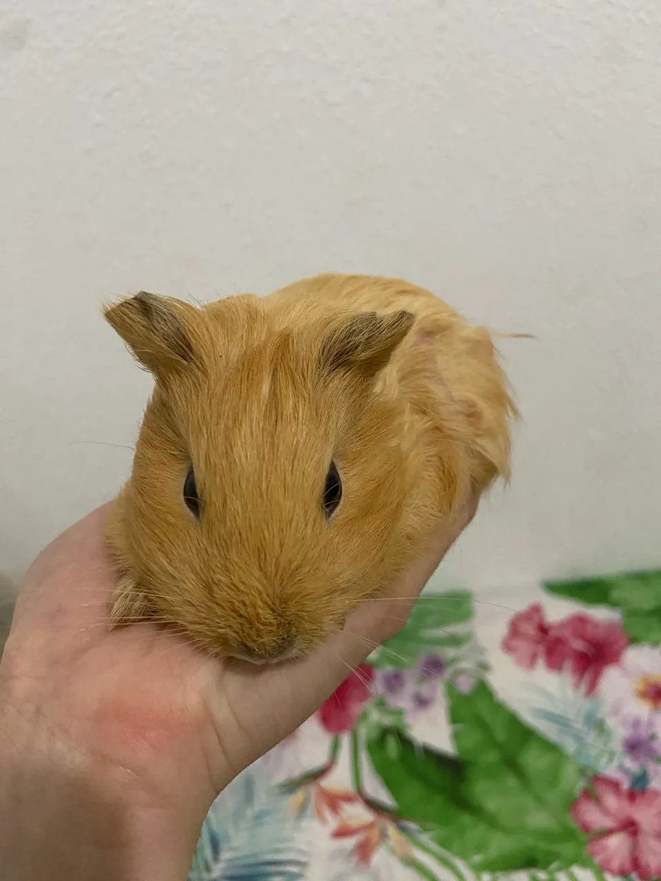 porquinha da índia  - Foto 2