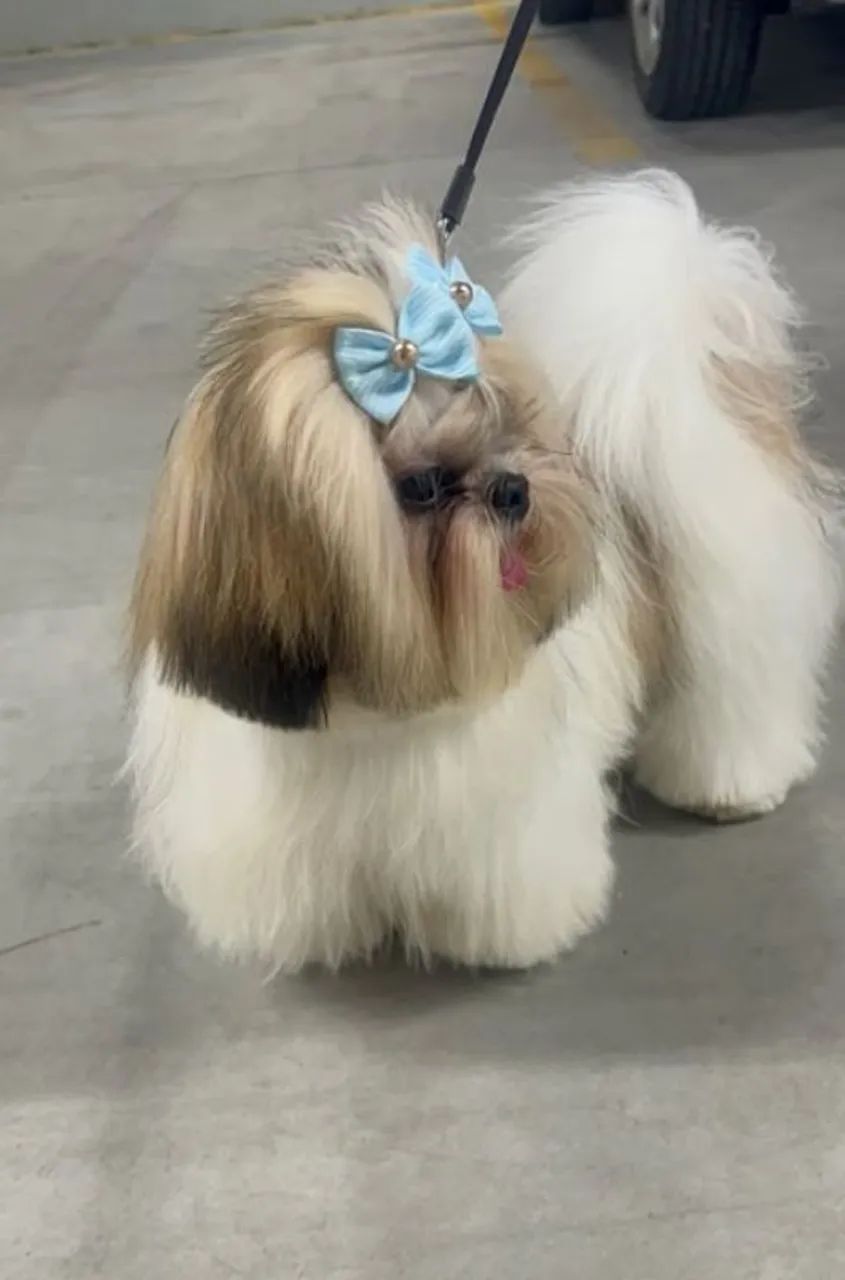 Shihtzu Machinho Mini - Foto 2