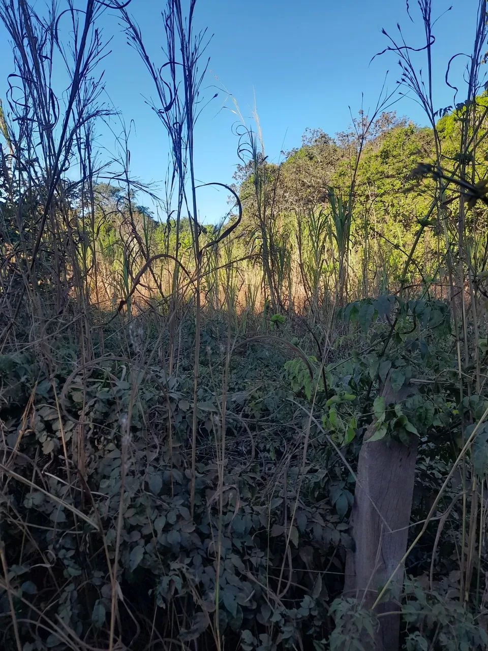 Casa a venda - município de Tocantinia  - Foto 3