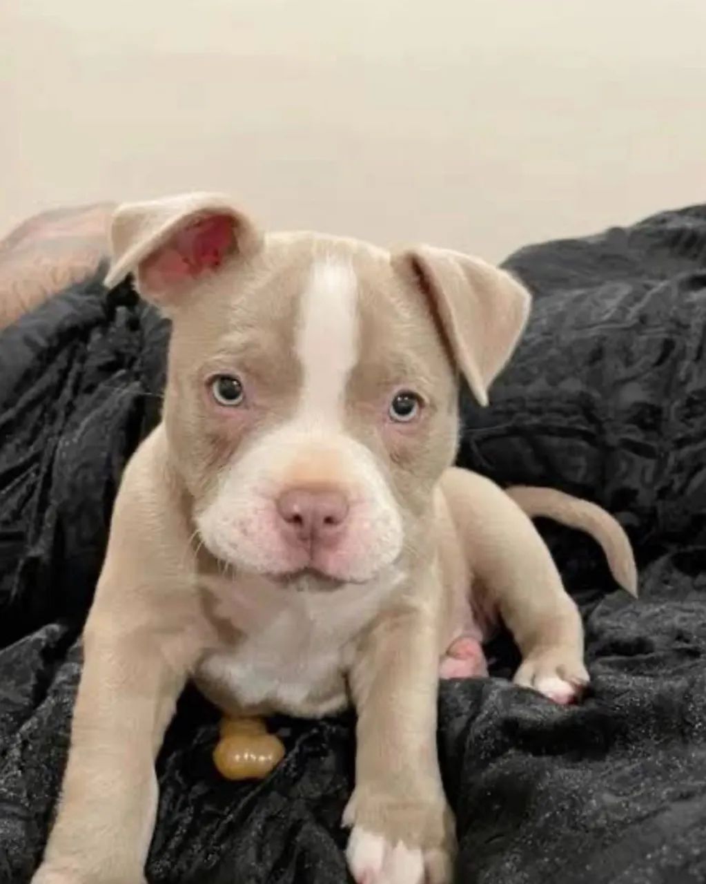Doação de pitbull - Foto 2