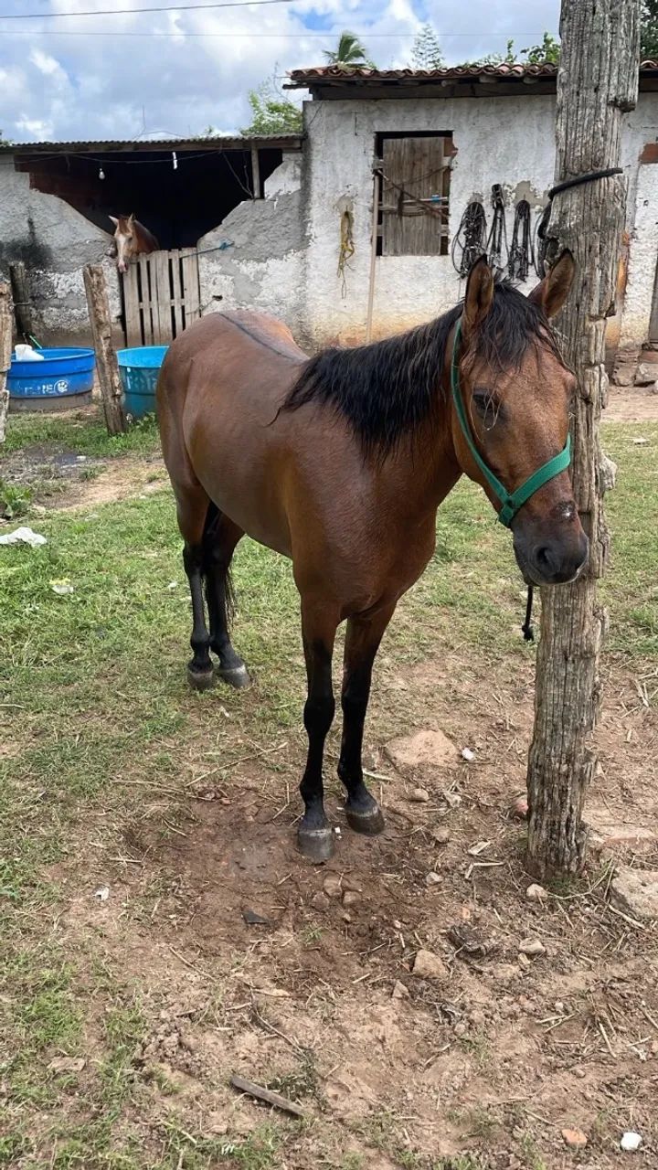 Cavalo - Foto 2