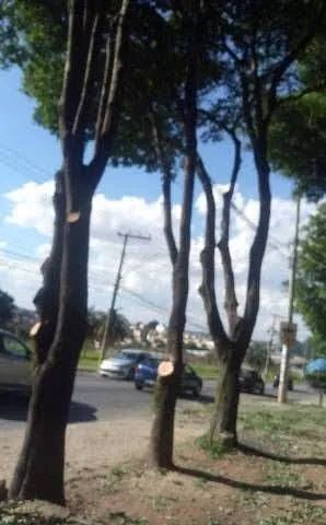 SERVIÇOS DE PODÁ E CORTE DE ÁRVORES EM GERAL...  - Foto 3
