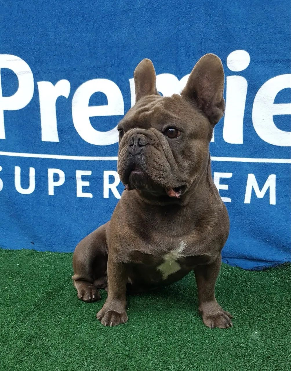 Buldogue francês macho  - Foto 5