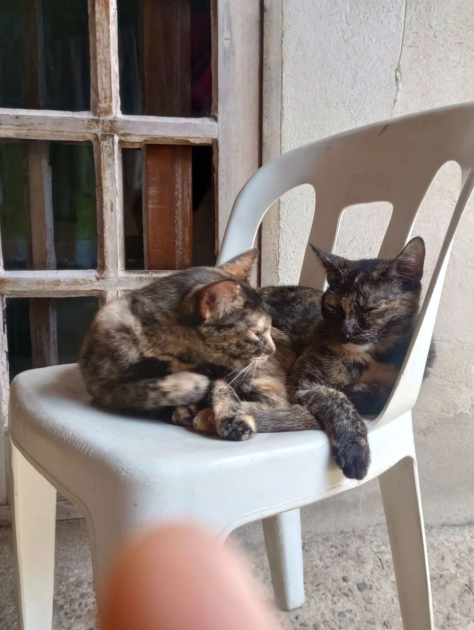 Adoção de gatas (Leia o anúncio) - Foto 3