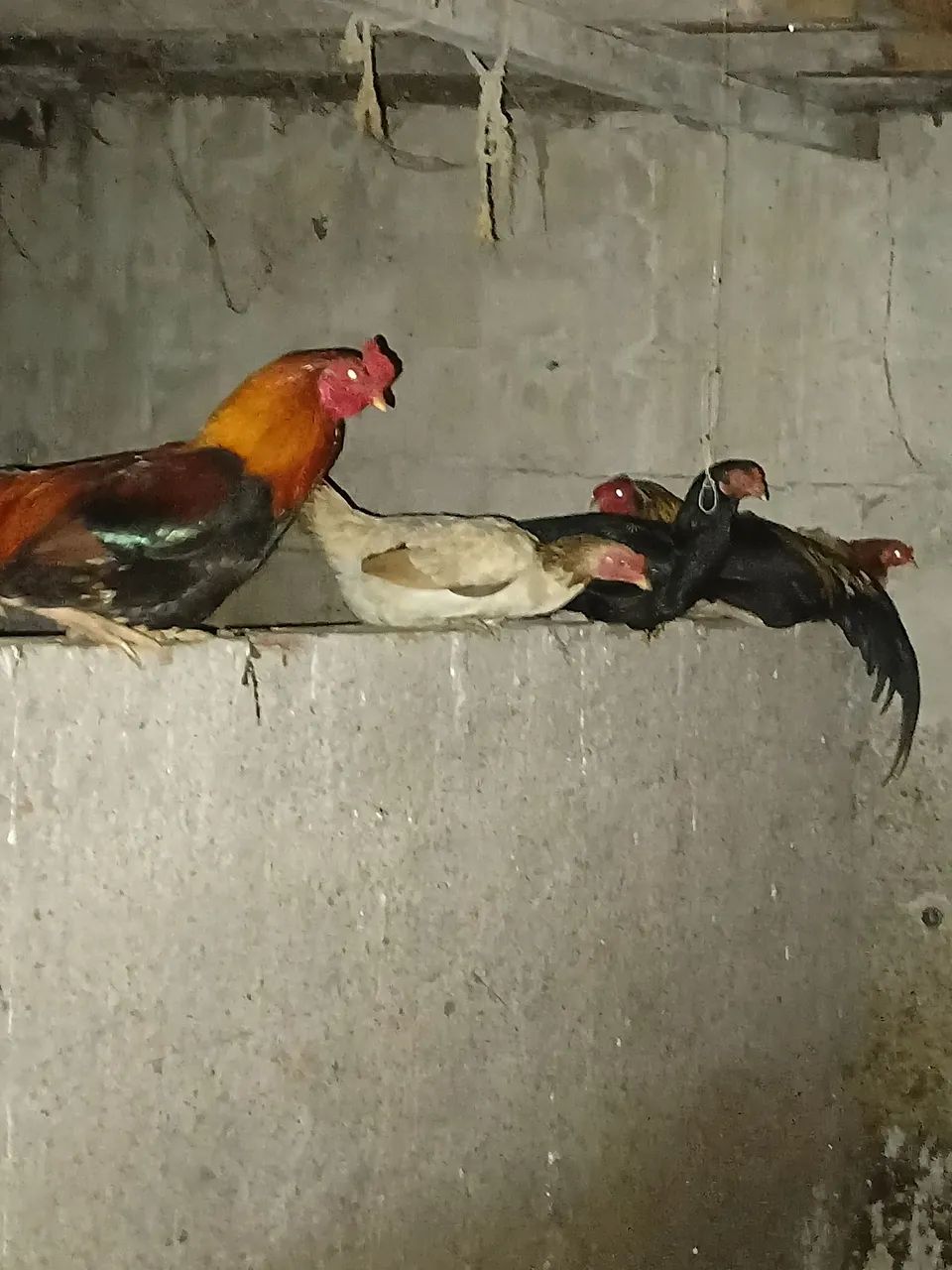 galinhas grandes gordas e saudáveis 