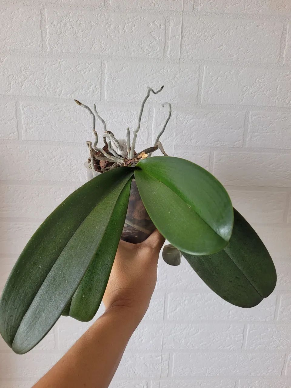 Orquídea 