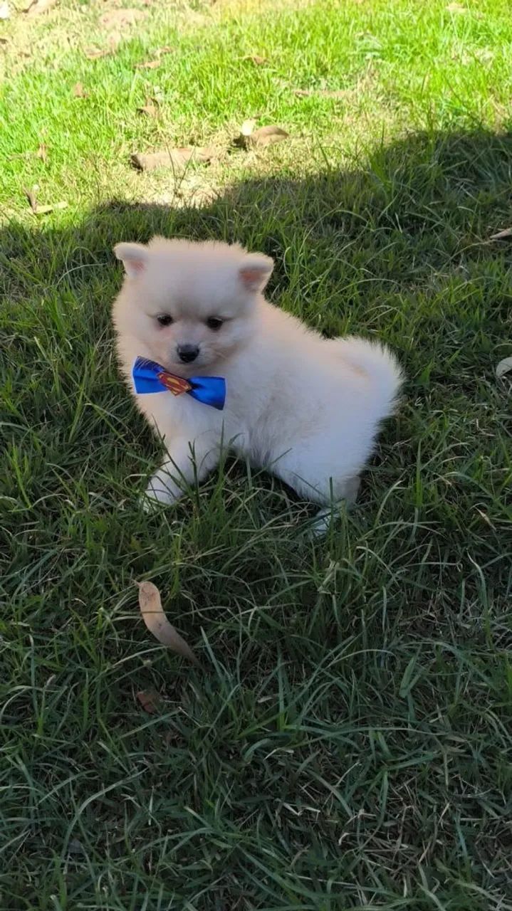 Spitz alemão 