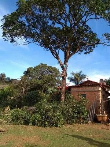 SERVIÇOS DE PODÁ E CORTE DE ÁRVORES EM GERAL...  - Foto 4